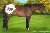 Horse Color:Bay Appaloosa Rabicano 