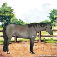 Horse Color:Grullo Sabino Rabicano 