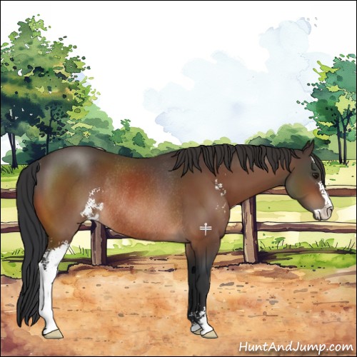 Horse Color:Brown Sabino Rabicano 
