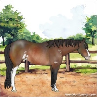 Horse Color:Brown Sabino Rabicano 