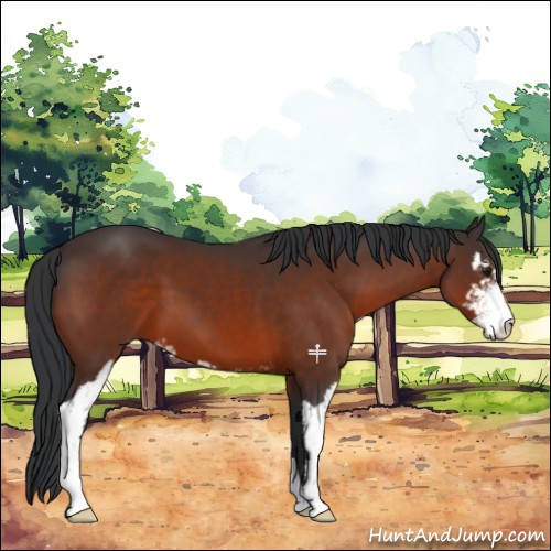 Horse Color:Brown Sabino