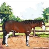 Horse Color:Brown Sabino 