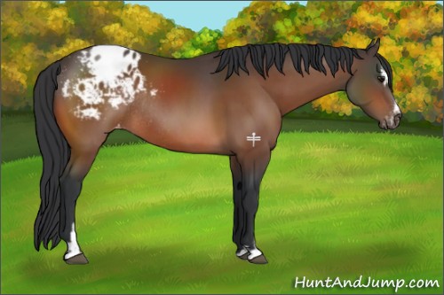 Horse Color:Bay Sabino Blanket Rabicano