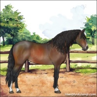 Horse Color:Bay Sabino Rabicano 