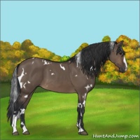 Horse Color:White Spotted Brown Dun Sabino