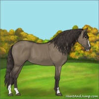 Horse Color:Smoky Grullo Sabino 