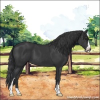 Horse Color:Black Sabino 