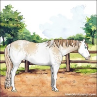 Horse Color:White Spotted Smoky Black Pearl Splash Appaloosa 