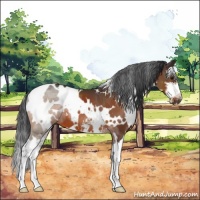 Horse Color:White Spotted Brown Sabino