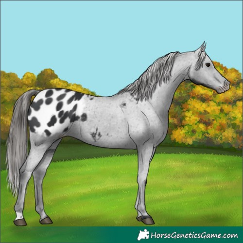 Horse Color:Black Blanket 