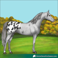 Horse Color:Black Blanket