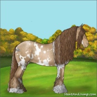 Horse Color:White Spotted Smoky Black Pearl