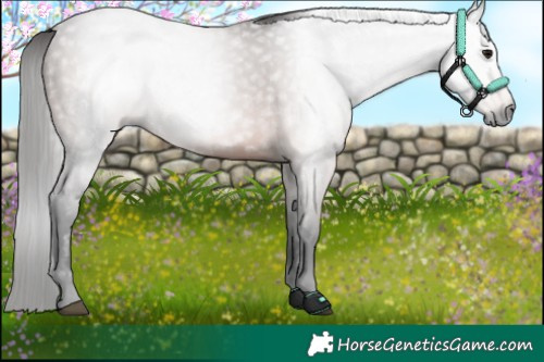 Horse Color:Gray Bay