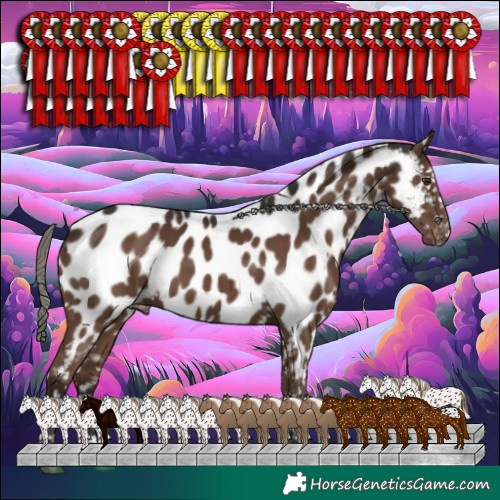 Horse Color:Liver Chestnut Mushroom Appaloosa