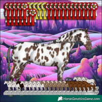 Horse Color:Liver Chestnut Mushroom Appaloosa 