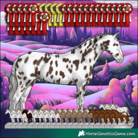Horse Color:Liver Chestnut Mushroom Appaloosa