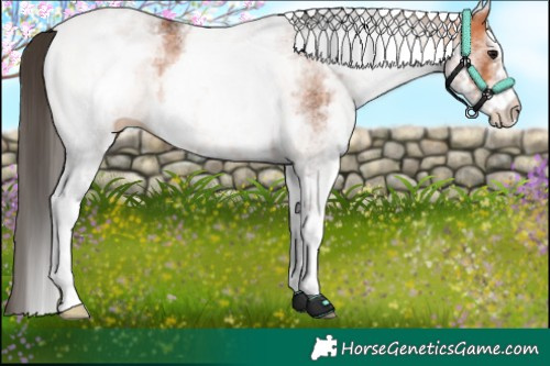 Horse Color:White Spotted Bay 