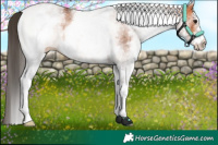 Horse Color:White Spotted Bay 