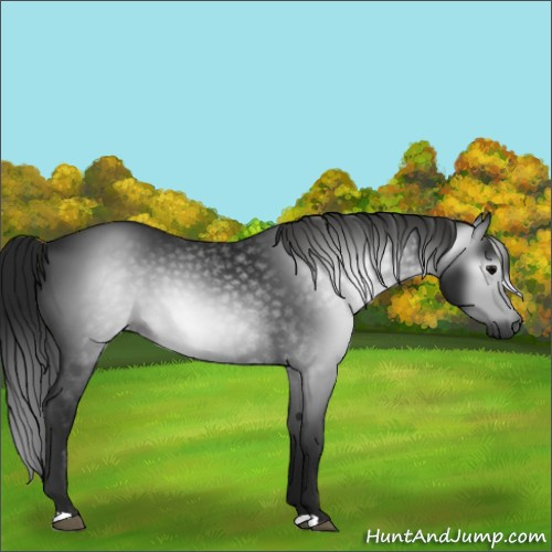 Horse Color:Gray Black 