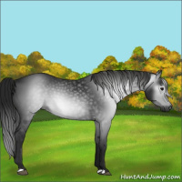 Horse Color:Gray Black 