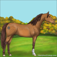 Horse Color:Chocolate Buckskin 