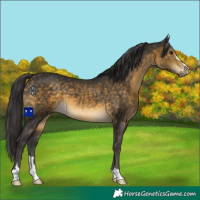 Horse Color:Buckskin 