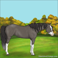 Horse Color:Smoky Grullo Splash