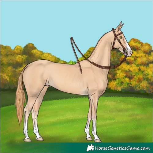Horse Color:Gold Champagne