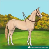 Horse Color:Gold Champagne 