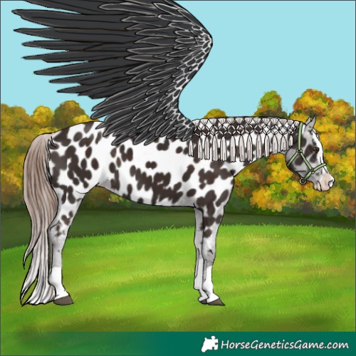 Horse Color:Liver Chestnut Splash Appaloosa
