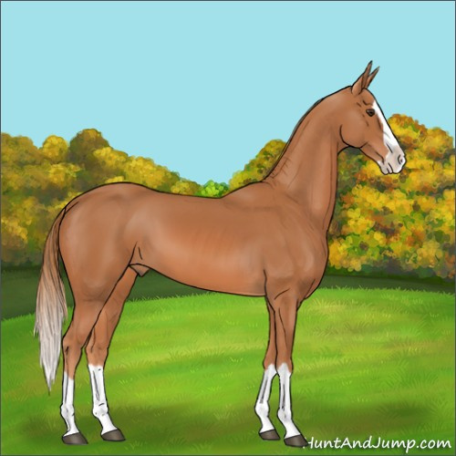 Horse Color:Chestnut Splash