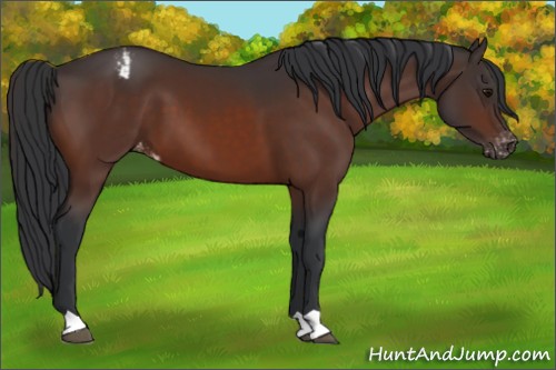 Horse Color:Bay Appaloosa