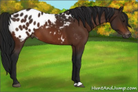 Horse Color:Gray Bay Appaloosa 