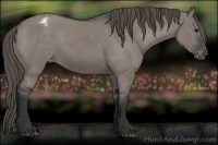 Horse Color:Grullo Appaloosa 