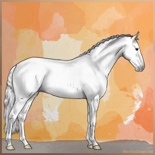 Horse Color:Gray White Spotted Silver Brown Varnish Rabicano 