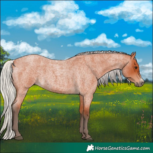 Horse Color:Silver Bay Roan Sabino