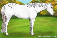 Horse Color:Grullo Appaloosa 