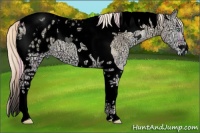 Horse Color:Void Plaid  Palomino Ice Pearl Onyx Tobiano Appaloosa 