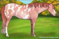 Horse Color:Chocolate Amber Champagne Pearl Near Leopard Rabicano
