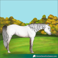 Horse Color:Gray Amber Champagne 