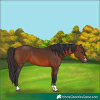 Horse Color:Brown 
