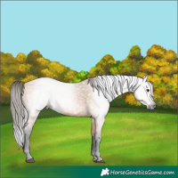 Horse Color:Gray Buckskin 