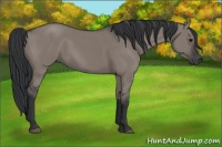 Horse Color:Grullo 