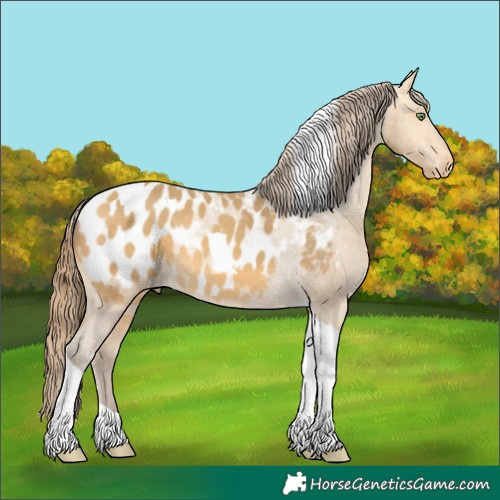 Horse Color:Amber Cream Champagne Tobiano Appaloosa 