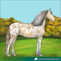 Horse Color:Amber Cream Champagne Tobiano Appaloosa 