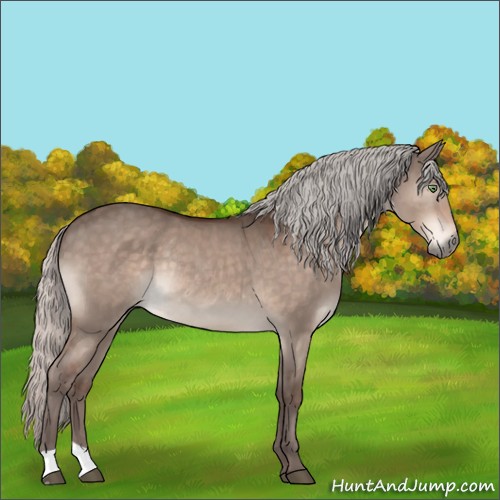 Horse Color:Silver Brown Dun Mushroom Rabicano 