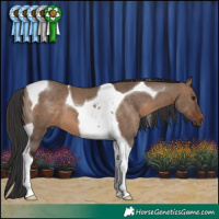 Horse Color:Brown Dun Tobiano 