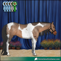 Horse Color:Brown Dun Tobiano