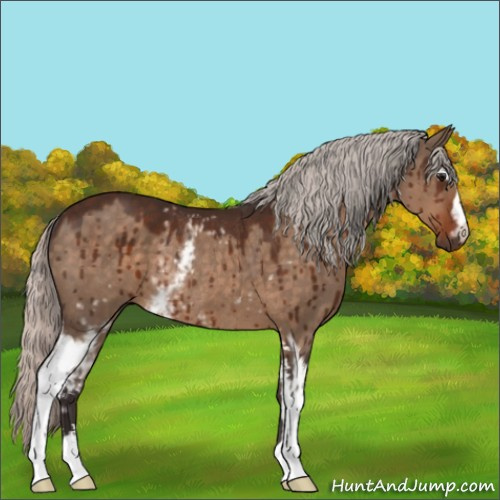 Horse Color:White Spotted Silver Brown Dun Sabino Rabicano Brindle