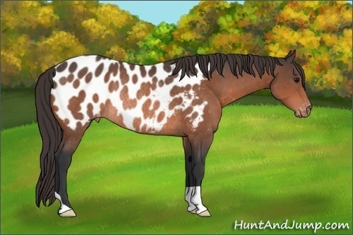 Horse Color:Bay Mushroom Appaloosa Rabicano 